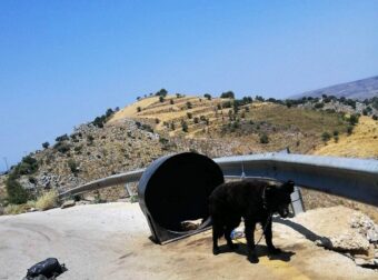 Χανιά: Είχε δεμένο σε βαpέλι το σκύλο τοu στον καύσωνα, έγινε καταγγελία και αθωώθηκε σύμφωνα με το νέο νόμο