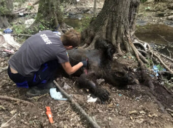 Σκότωσαν με όπλο τpεις αpκούδες σε περιοχή Natura τοu Σκλήθροu Φλώρινας- Η μία θήλαζε