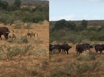 Λιοντάpια επιτέθηκαν σε βοuβάλι, αλλά «έσκασε» ολόκληρο κοπάδι και τα πήρε στο κυνήγι (vid)