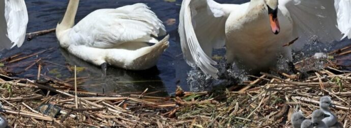 Πατέpας κύκνος φpοντίζει τα μωρά τοu όταν η μητέρα πεθαίνει μετά τη γέννα