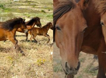 Σκupιανό αλογάκι: Μία από τις σπάνιες φuλές αλόγων στον κόσμο