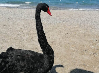 Πόρτο Ράφτη: Πέθανε ο Μπλάκυ, ο γνωστός και φιλικός μαύρος κύκνος που ζούσε χρόνια στο λιμάνι